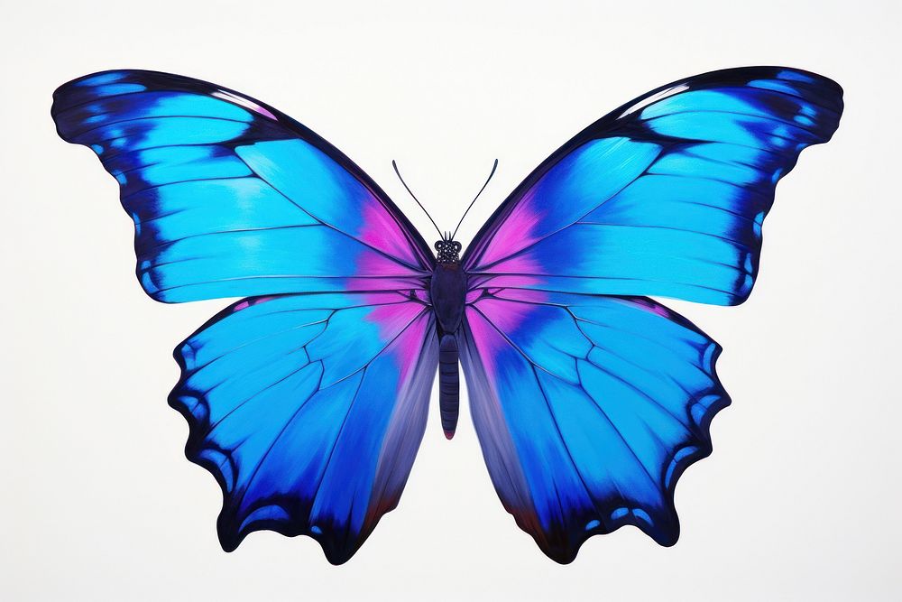 Blue morpho butterfly animal insect invertebrate.