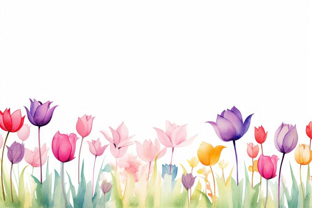 PNG Tulip flowers border watercolor backgrounds outdoors nature.