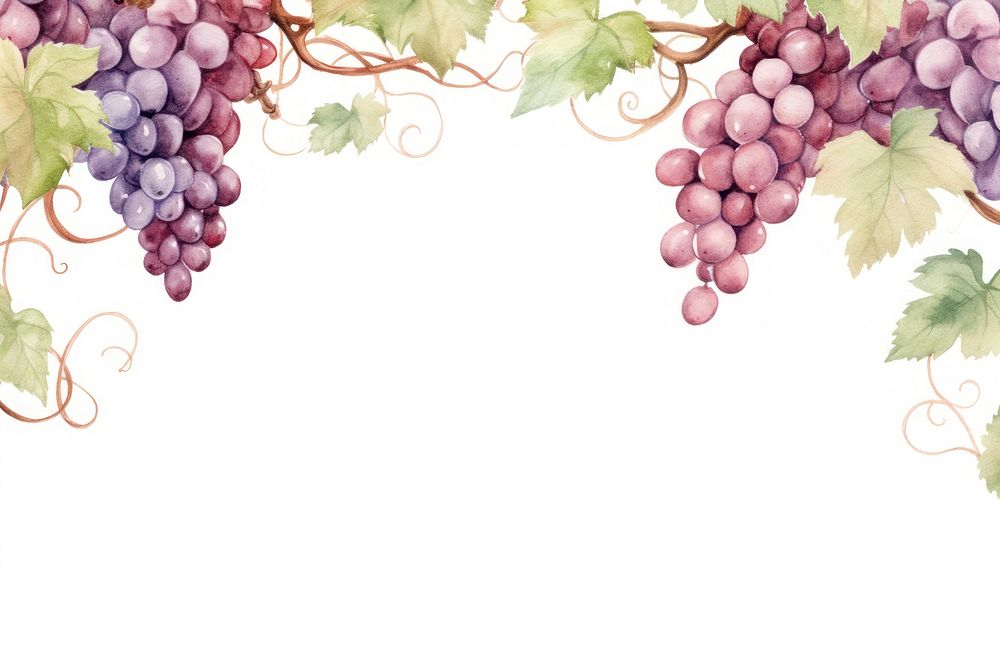 Grapes and vine border watercolor plant food white background.