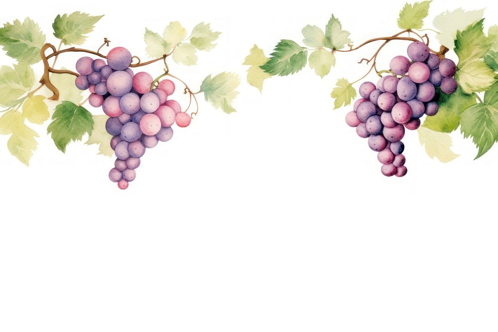 Grapes and vine border watercolor fruit plant food.
