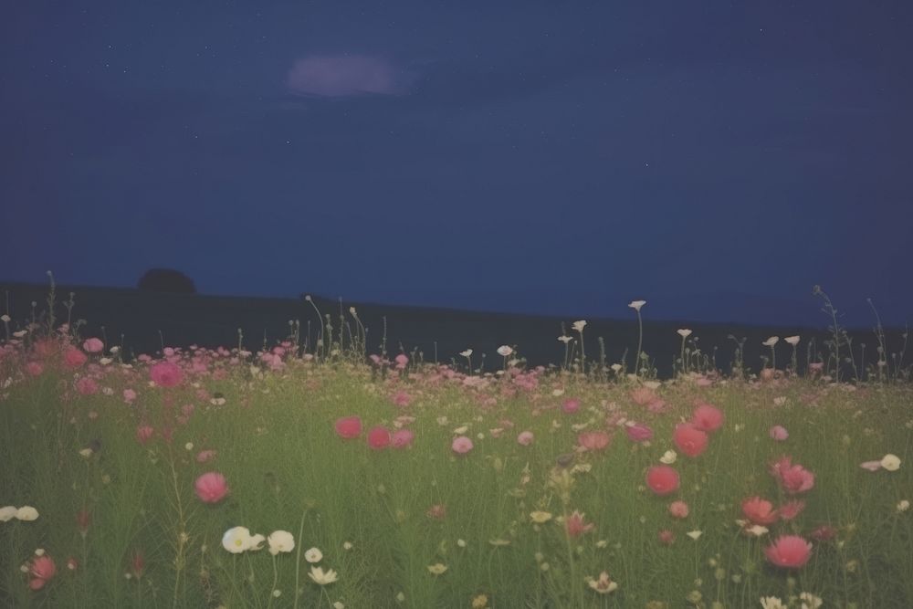 Esthetic flower field nighttime landscape wallpaper grassland outdoors horizon.