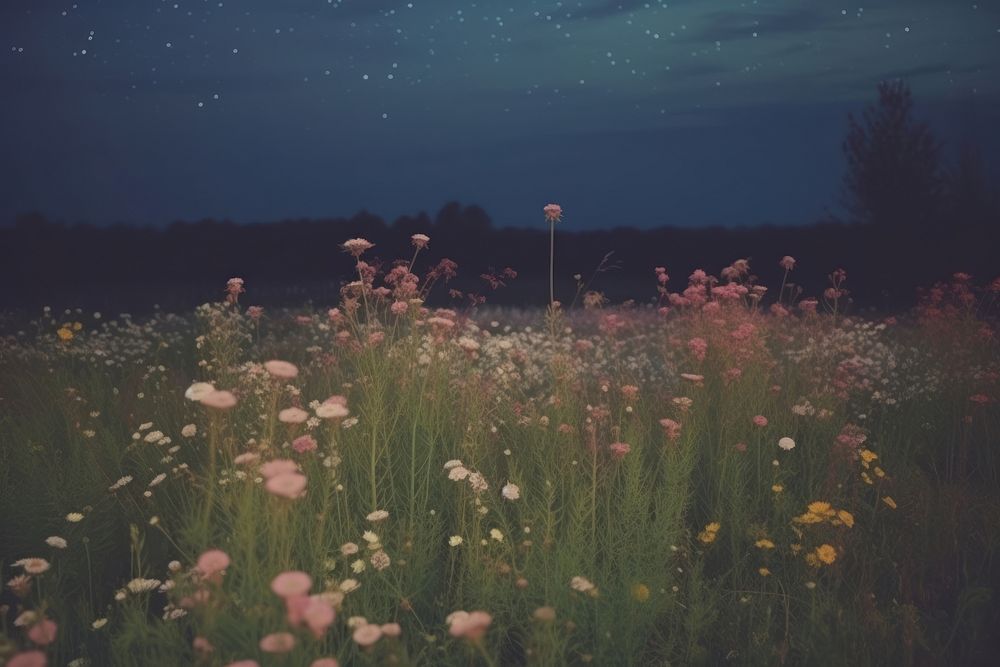 Esthetic flower field nighttime landscape wallpaper grassland astronomy outdoors.