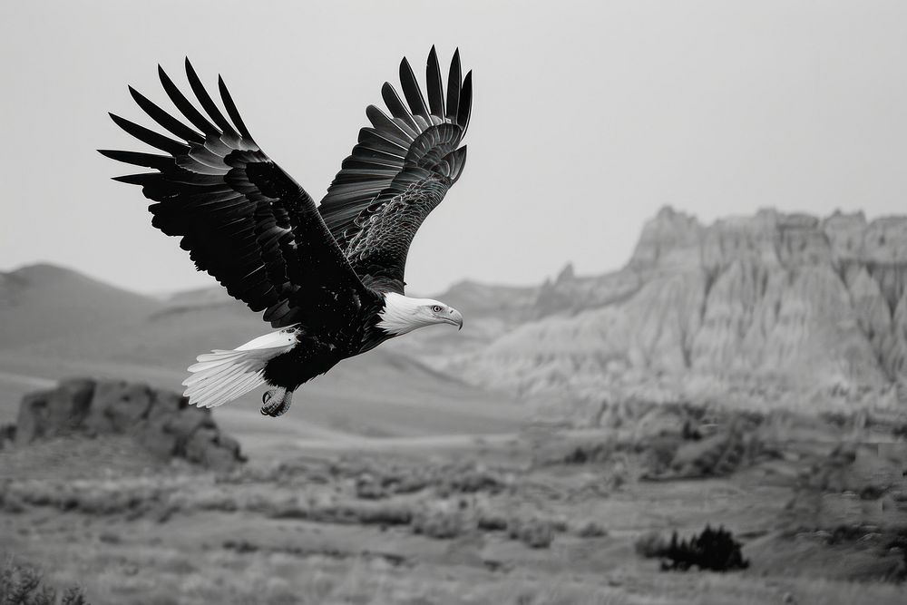 Photo of the eagle animal nature flying.