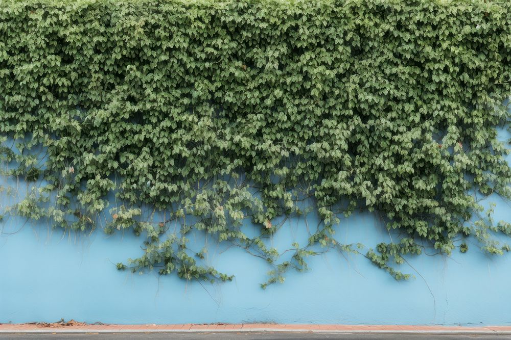 PNG Exterior wall backgrounds plant ivy.
