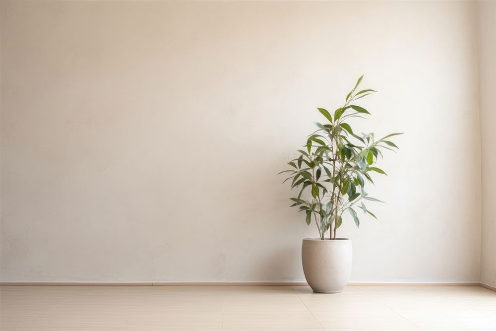 PNG Empty wall architecture plant houseplant.