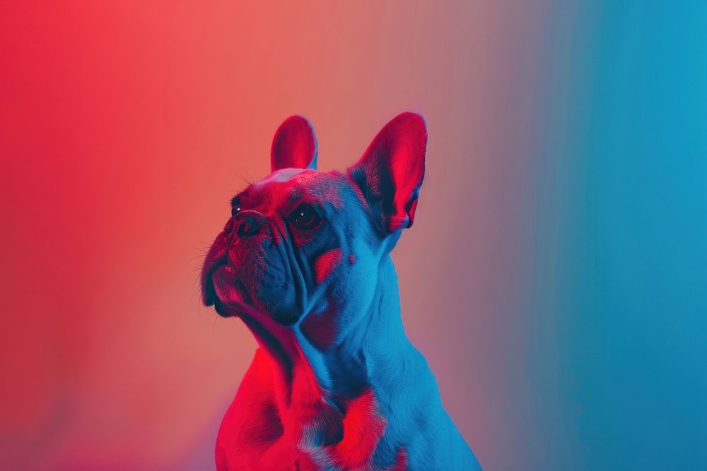 Creative minimal photography of french bulldog animal mammal pet.
