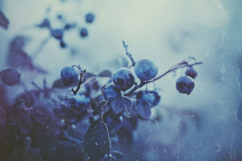 Blueberry blueberry plant rain.