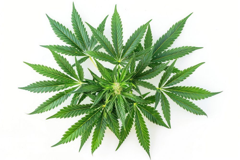 Cannabis cannabis plant herbs.