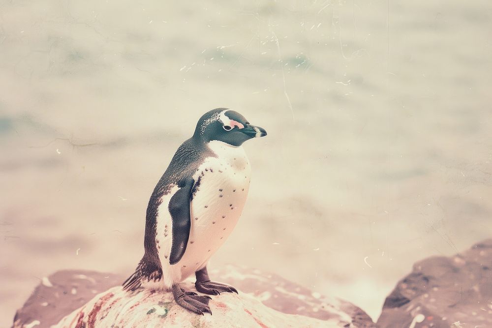 Penguin penguin animal bird.