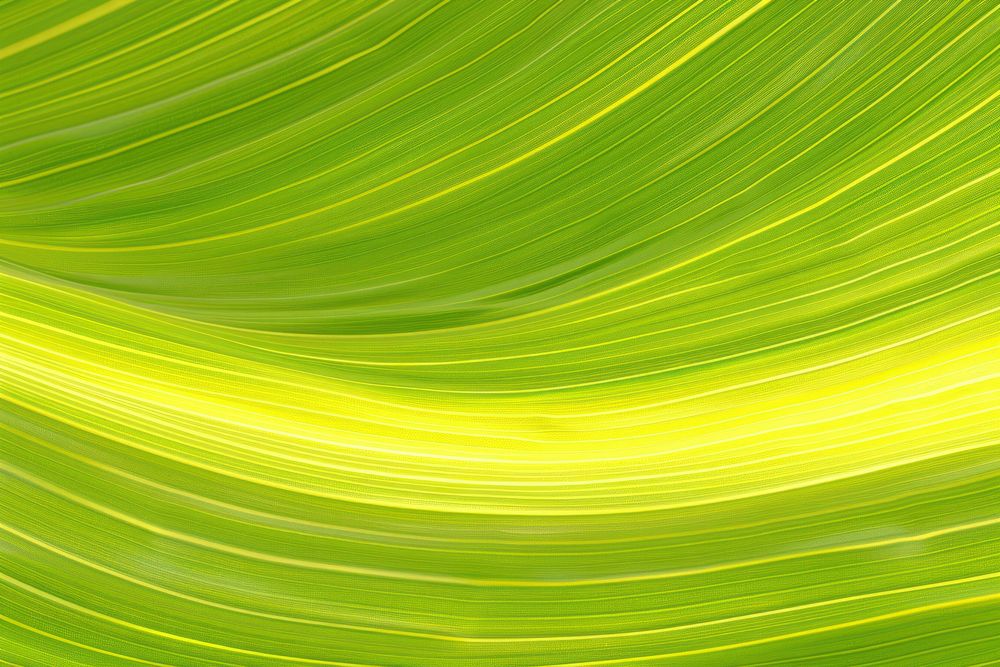 Tropical banana leaf nature plant green.