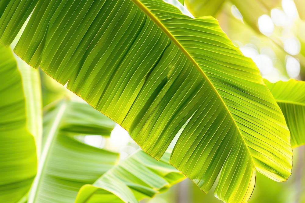 Tropical banana leaf nature outdoors tropics.