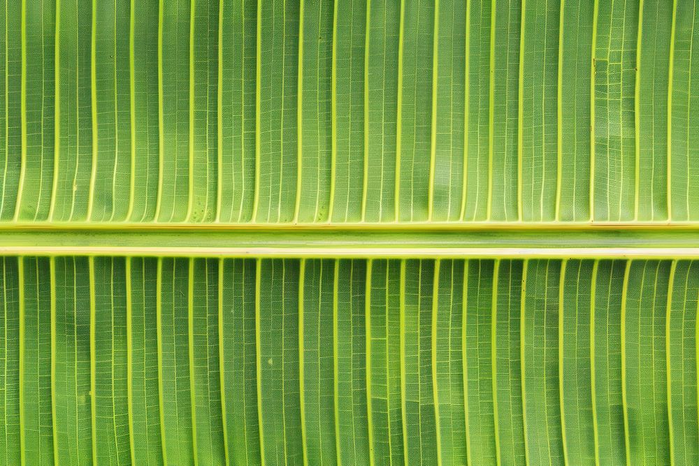 Tropical banana leaf nature plant green.