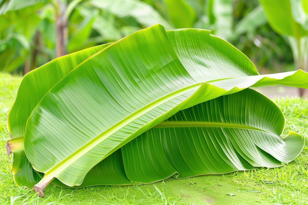 Tropical banana leaf tropics nature plant.
