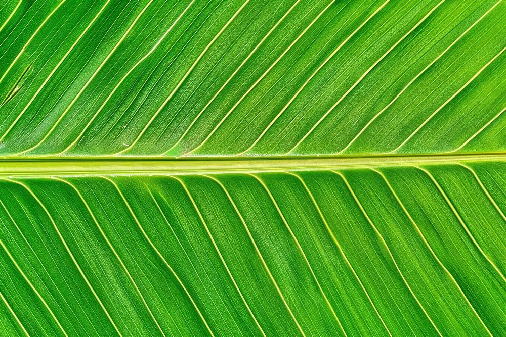 Tropical banana leaf nature outdoors plant.