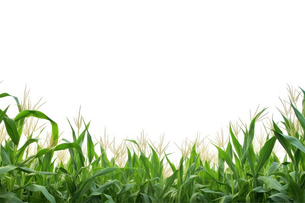Field corn agriculture backgrounds.