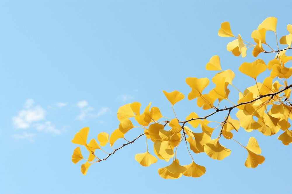 PNG Ginkgo border sky outdoors nature.