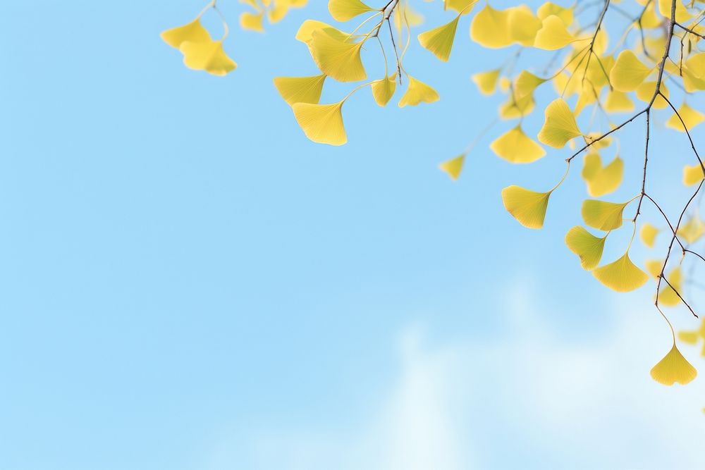 PNG Ginkgo border sky backgrounds outdoors.