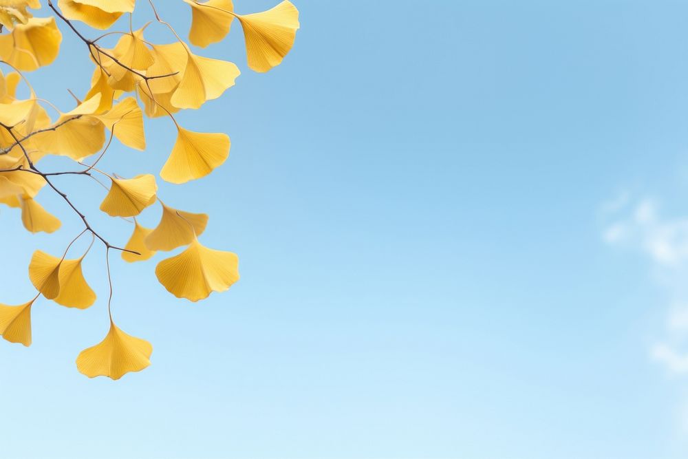 Ginkgo leaves border sky backgrounds outdoors.