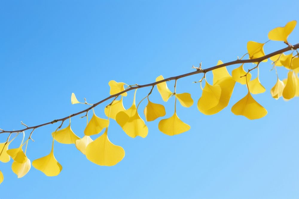 Ginkgo leaves border sky outdoors plant.