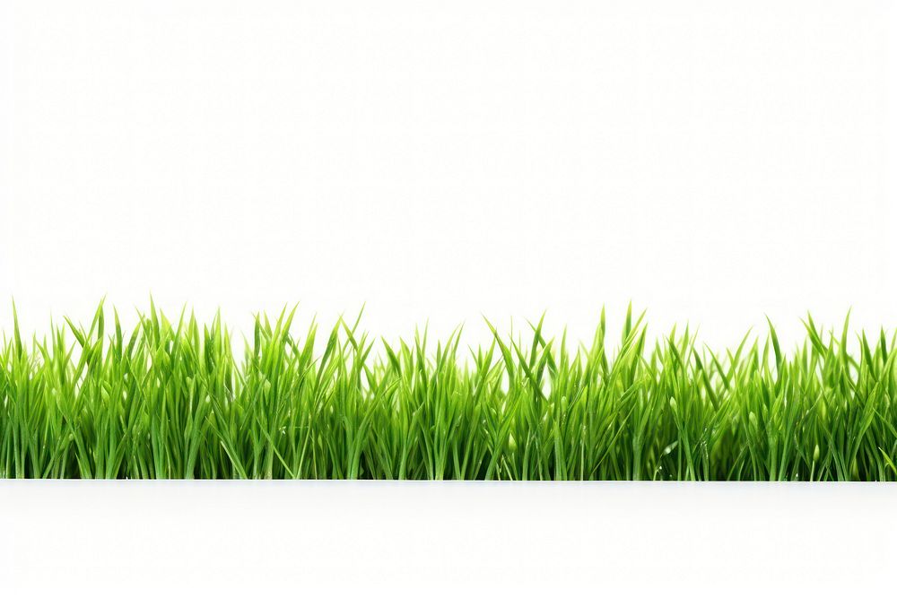 Grass green plant lawn.