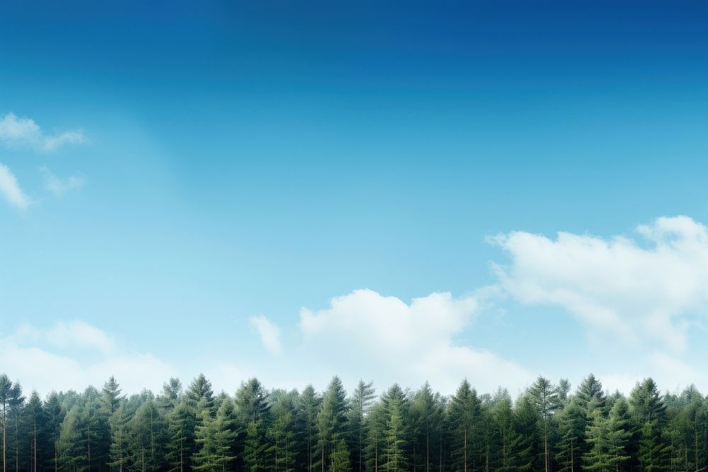 PNG Pine forest border sky backgrounds landscape.