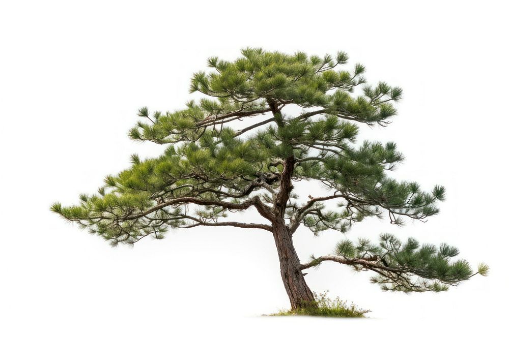 Tree pine plant white background.