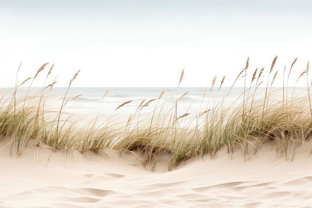 PNG Sand dunes coastal border outdoors horizon nature.