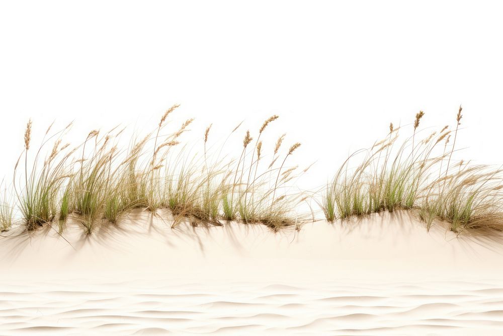 PNG Sand dunes coastal border outdoors nature grass.
