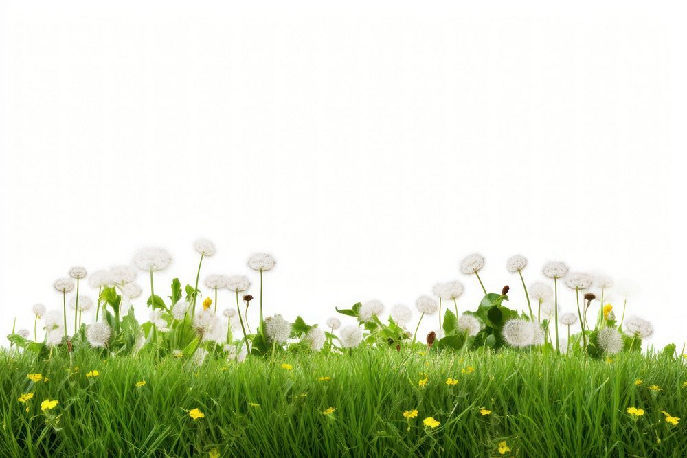 Dandelion flower grass backgrounds.