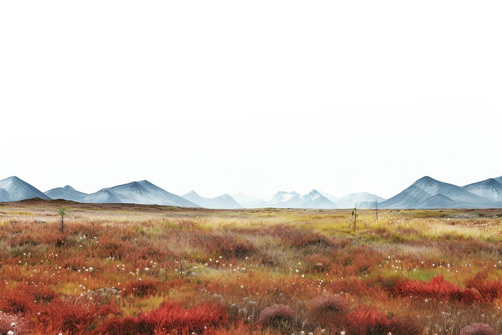 Tundra landscape nature grassland.