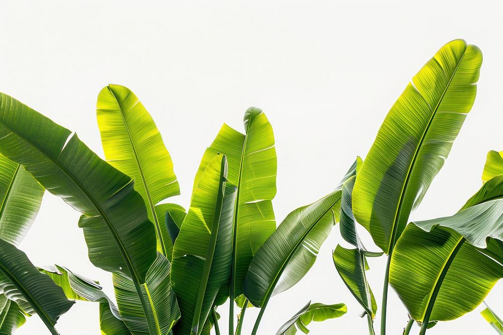 Green banana leaves backgrounds outdoors nature.