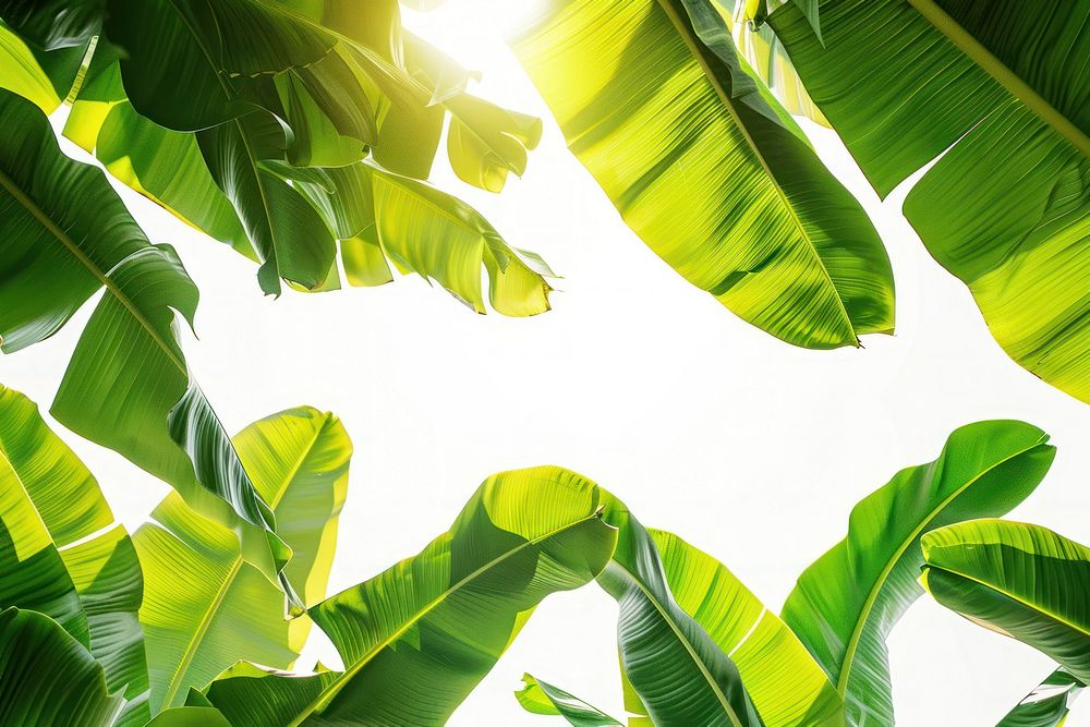 Green banana leaves backgrounds sunlight outdoors.