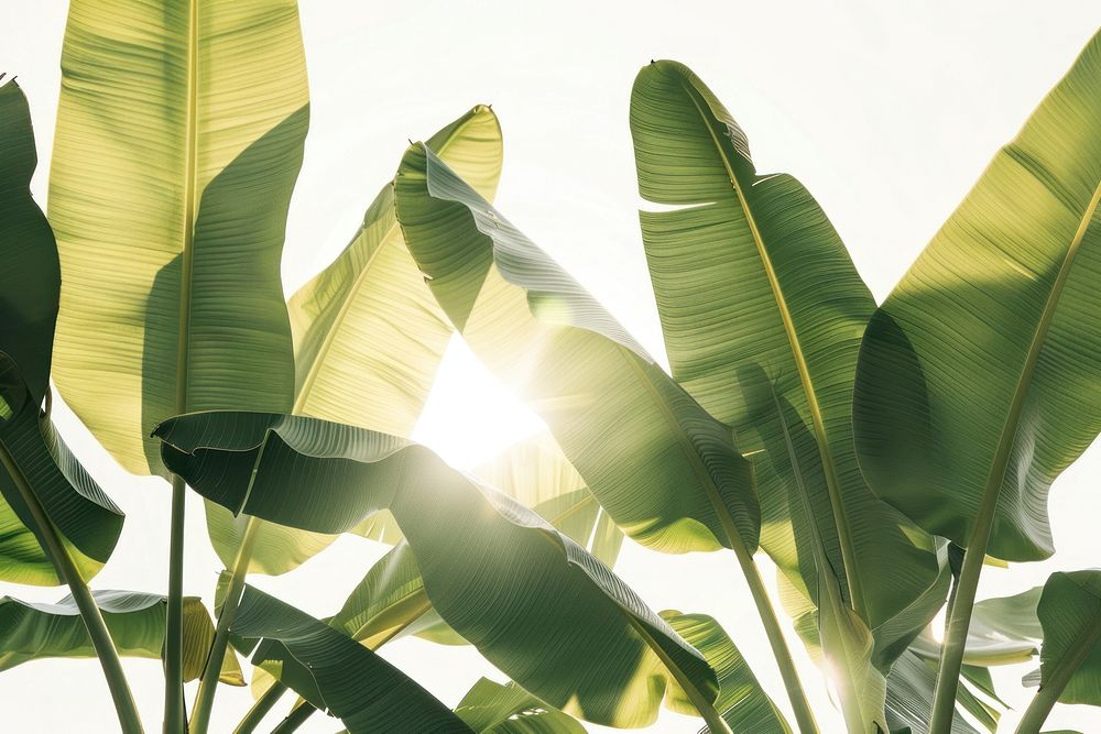 Green banana leaves backgrounds sunlight outdoors.