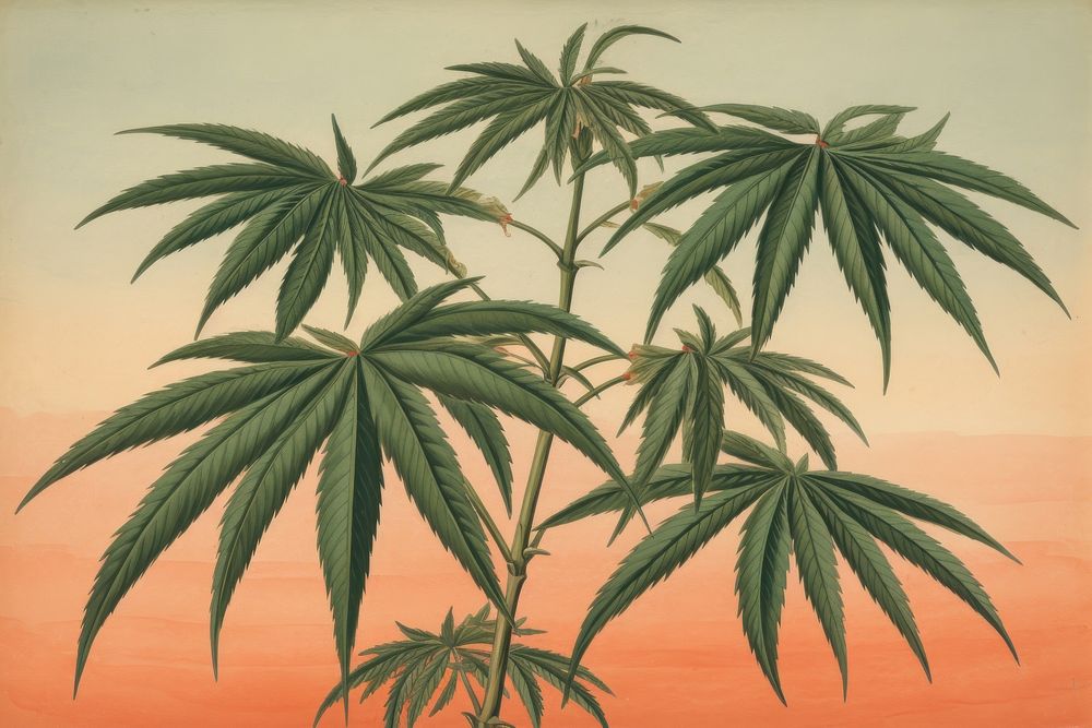 Realistic vintage drawing of bamboo sketch plant herbs.