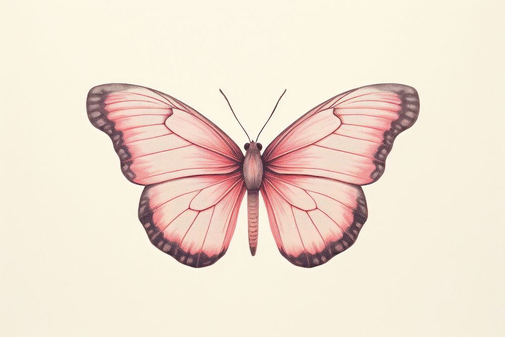 Realistic vintage drawing of butterfly sketch animal insect.