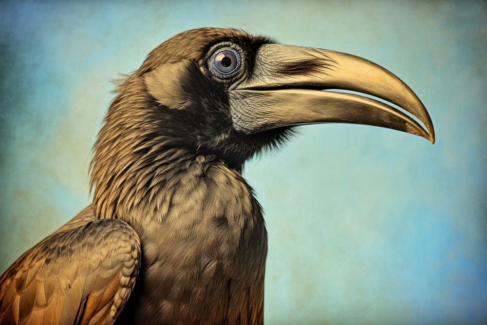 Realistic vintage drawing of crow animal bird beak.