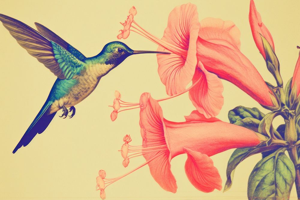 Realistic vintage drawing of hummingbird flower animal sketch.