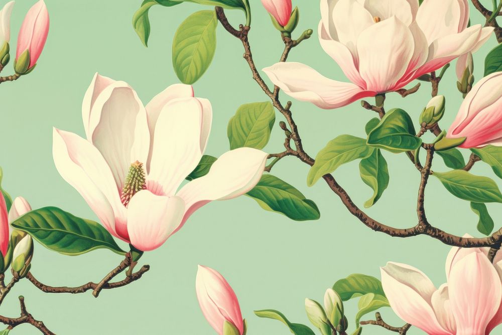 Realistic vintage drawing of magnolia flower backgrounds outdoors.