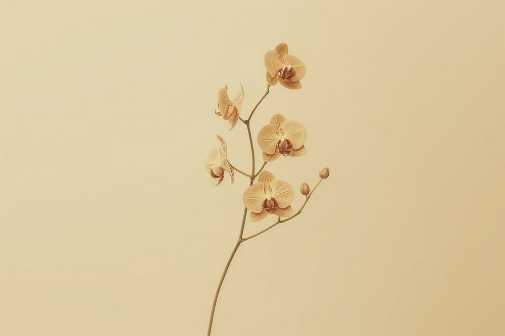 Realistic vintage drawing of orchid flower plant fragility.