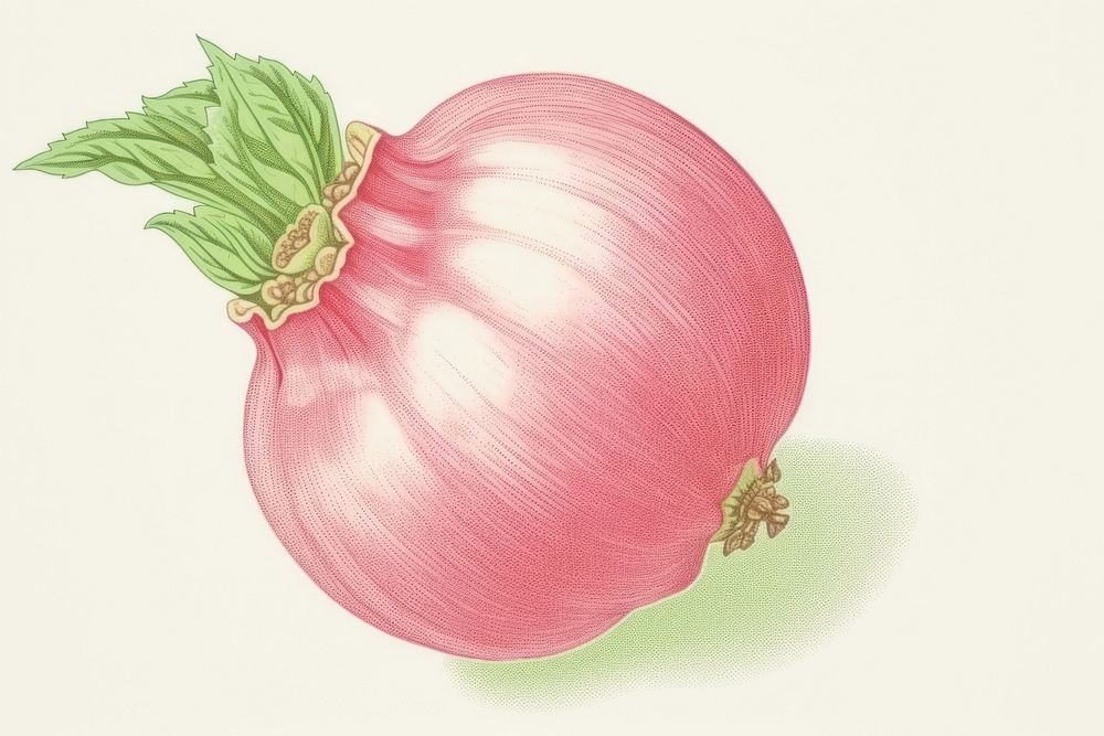 Realistic vintage drawing of pomegranate vegetable shallot sketch.