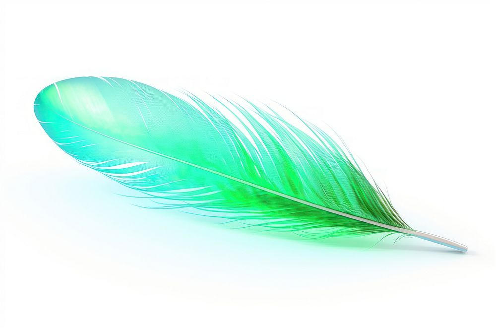Simple parrot feather green leaf white background.