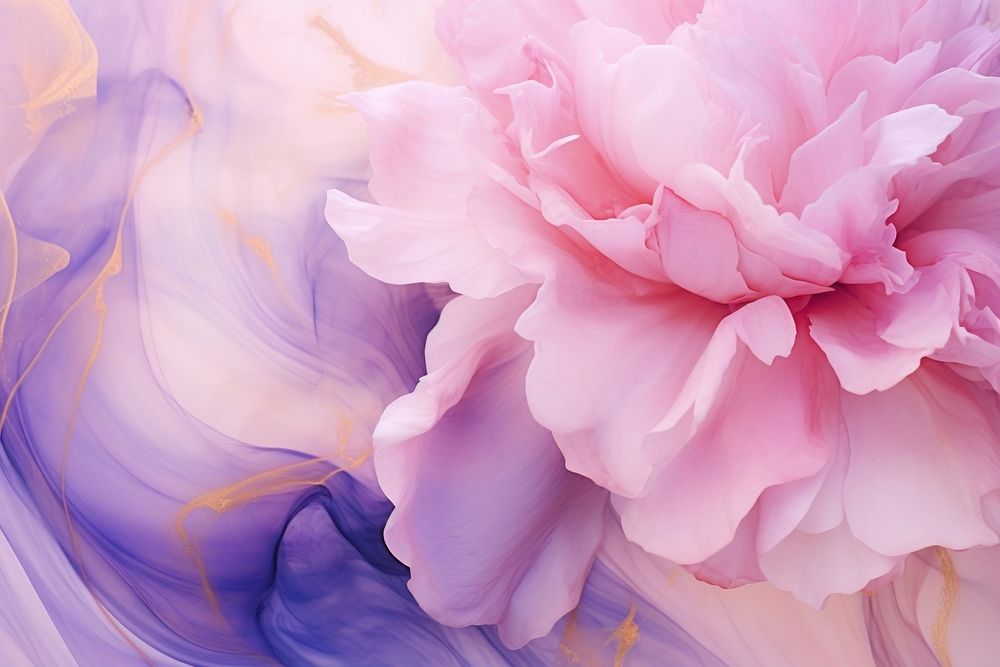 Peonies pink and purple backgrounds abstract blossom.