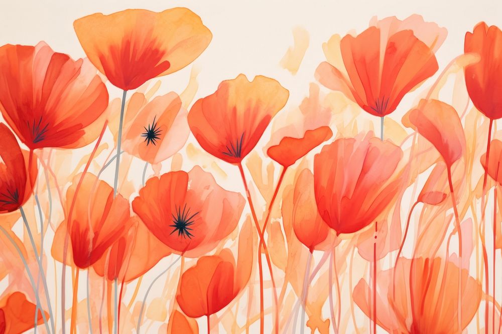 Poppies red and orange backgrounds flower poppy.