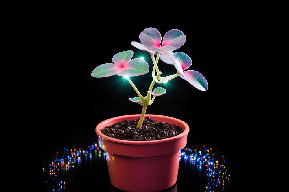 Houseplant houseplant flower light.