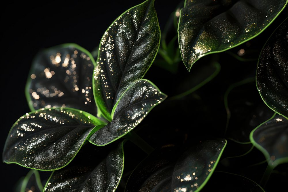 Houseplant black leaf black background.