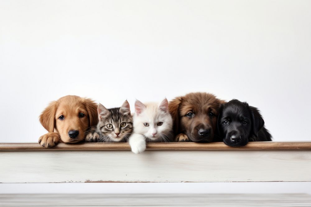 Cats and dogs border animal mammal puppy.