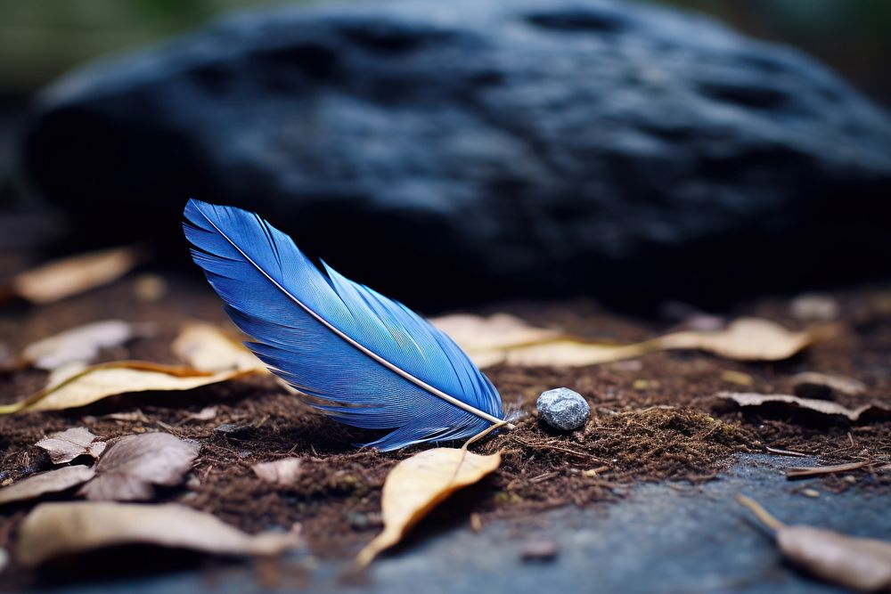 Blue feather on stone outdoors plant leaf.