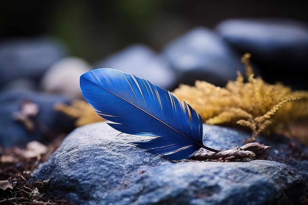 Blue feather on stone outdoors nature plant.