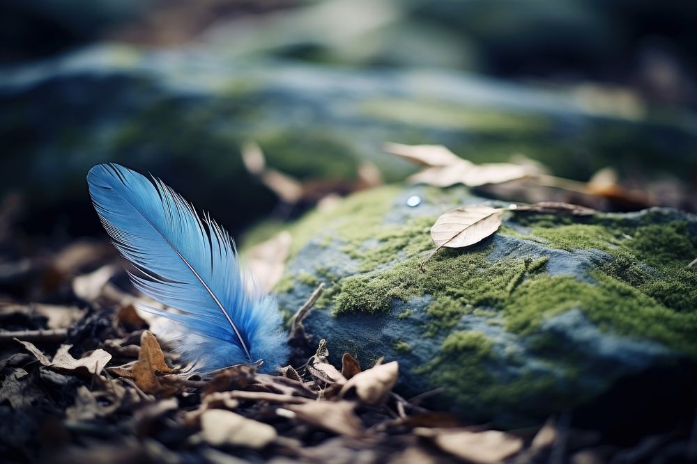 Blue feather on stone outdoors nature forest.