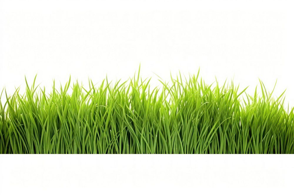Grass border backgrounds plant green.